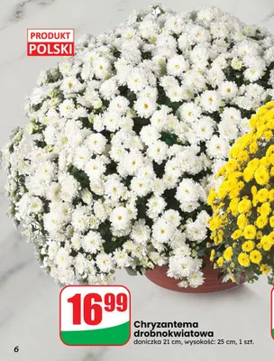 Chryzantema drobnokwiatowa doniczka 21 cm promocja w Dino
