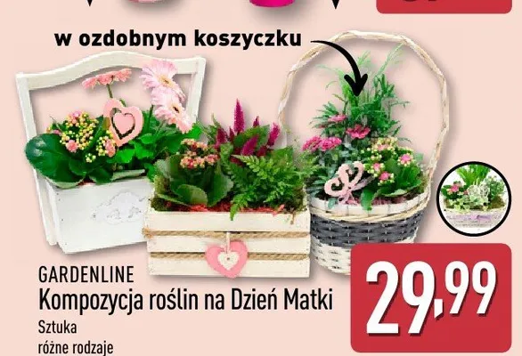 Kompozycja roślin na Dzień Matki GARDENLINE w ozdobnym koszyczku promocja w Aldi