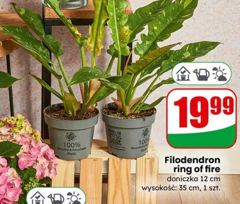 Gazetka 06 / 2026, strona 57 promocja w Dino