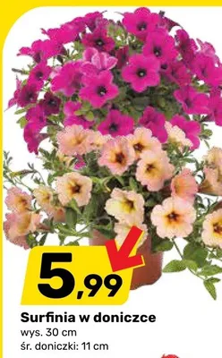 Surfinia w doniczce promocja w Bricomarche