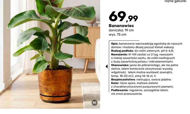 Bananowiec promocja w Bricomarche