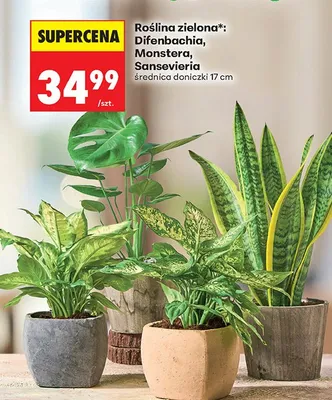 Roślina zielona Difenbachia średnica doniczki 17cm promocja w Biedronka