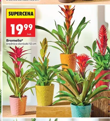 Bromelia promocja w Biedronka