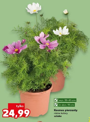 Kosmos pierzasty promocja w Kaufland