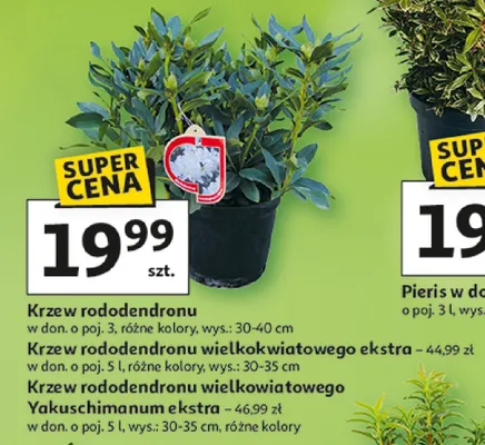 Krzew rododendronu wielkokwiatowego ekstra, różne kolory promocja w Auchan