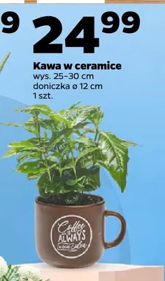 Kawa w ceramice promocja w Netto