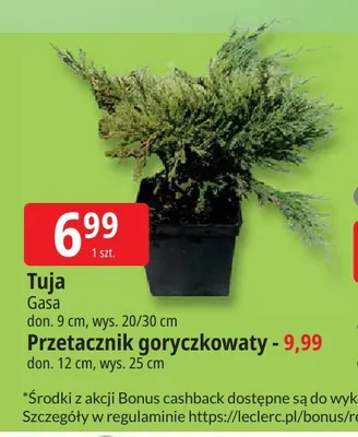 Tuja Gasa don. 9 cm wys. 20/30 promocja w Leclerc