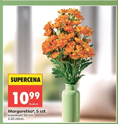 Margaretka wysokość 50cm promocja w Biedronka