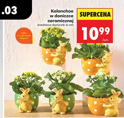 Kalanchoe w doniczce ceramicznej promocja w Biedronka