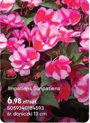 Impatiens Sunpatiens promocja w Castorama