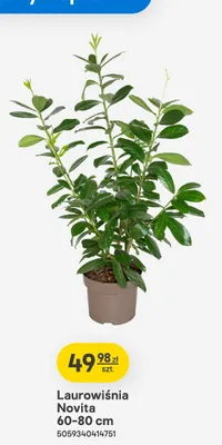 Laurowiśnia Novita 60-80 cm promocja w Castorama