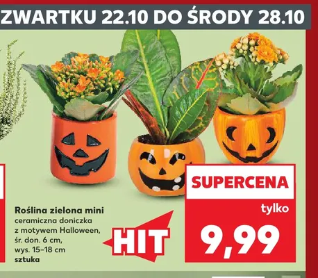 Roślina zielona mini promocja w Kaufland