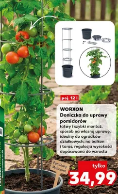 Doniczka do uprawy pomidorów  promocja w Kaufland