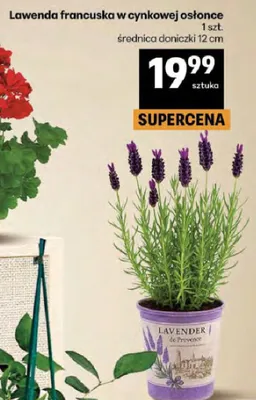 Lawenda francuska w cynkowej osłonce promocja w Delikatesy Centrum