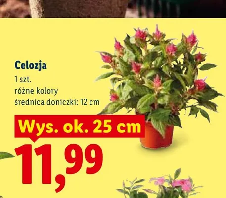 Celozja promocja w Lidl