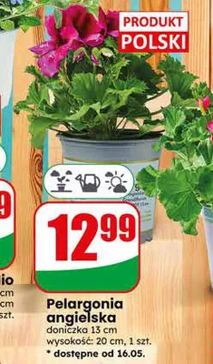 Pelargonia angielska doniczka 13cm wysokość: 20cm promocja w Dino