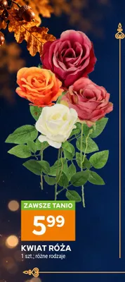 Kwiat róża promocja w Stokrotka