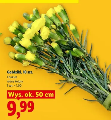 Goździki 10 szt. promocja w Lidl