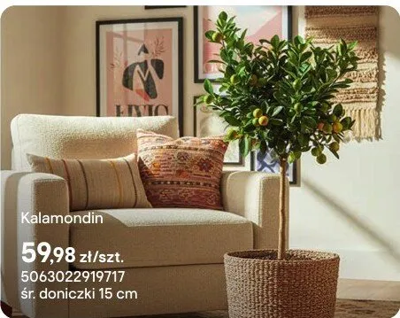 Kalamondin promocja w Castorama