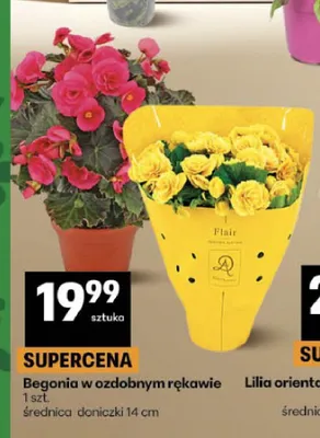Begonia w ozdobnym rękawie promocja w Delikatesy Centrum