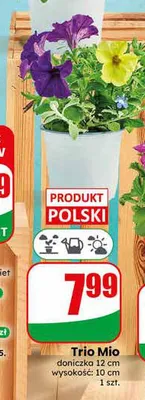Trio Mio doniczka 12cm wysokość: 10cm promocja w Dino