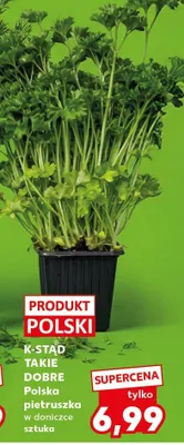 Pietruszka w doniczce sztuka promocja w Kaufland