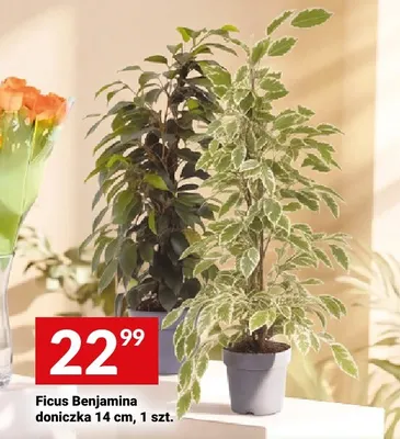 Ficus Benjamina promocja w Twój Market