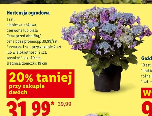 Hortensja ogrodowa biała promocja w Lidl