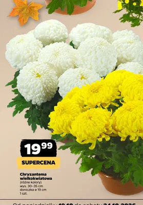 Chryzantema wielkokwiatowa promocja w Netto