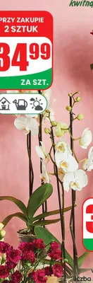 Storczyk 2-pędowy 50 cm, w doniczce promocja w Dino