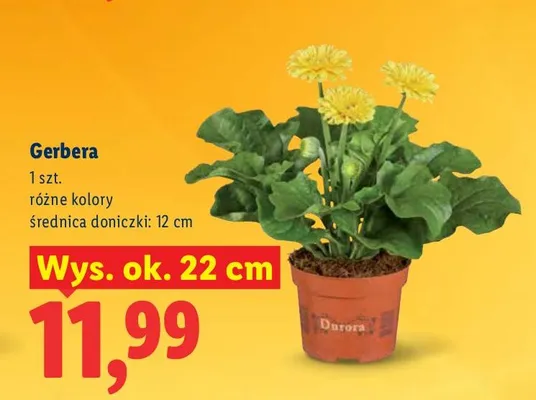 Gerbera promocja w Lidl
