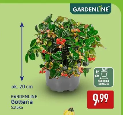 Golteria Gardenline promocja w Aldi