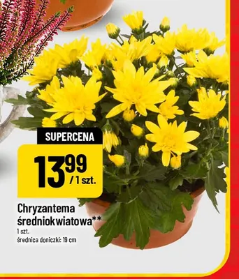 Chryzantema średniokwiatowa promocja w POLOmarket
