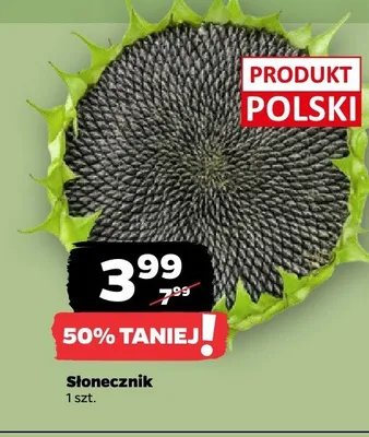 Słonecznik polski promocja w Netto