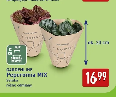 Peperomia Mix Gardenline promocja w Aldi