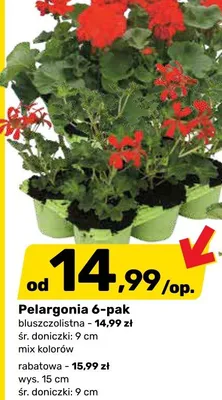 Pelargonia 6-pak rabatowa promocja w Bricomarche