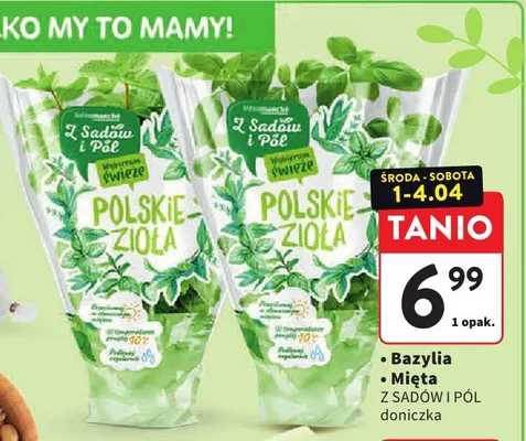 Bazylia z sadów i pól doniczka promocja w Intermarche