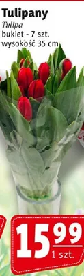 Tulipany promocja w Prim Market
