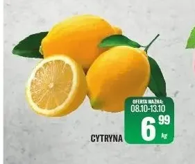 Cytryny promocja w Tomi Markt