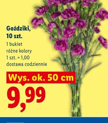 Goździki 10-pak promocja w Lidl