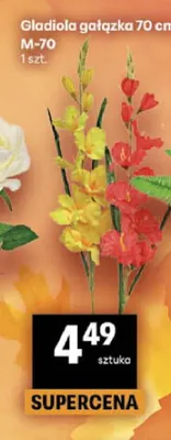 Gladiola gałązka 70 cm M-70 promocja w Delikatesy Centrum