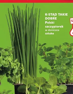Szczypiorek w doniczce K-Stąd Takie Dobre promocja w Kaufland