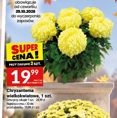 Chryzantema wielkokwiatowa promocja w Twój Market