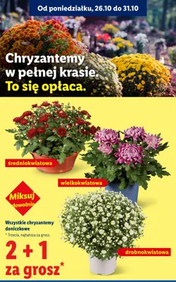 Chryzantema doniczkowa średniokwiatowa promocja w Lidl