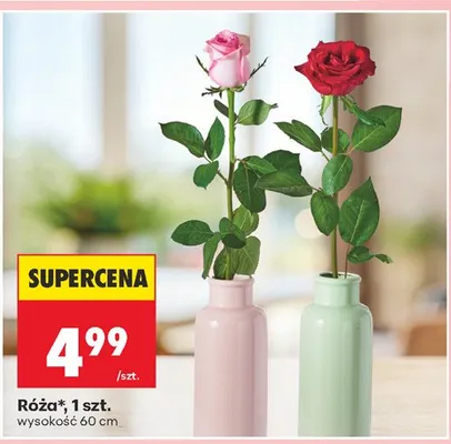 Róża 1szt. promocja w Biedronka