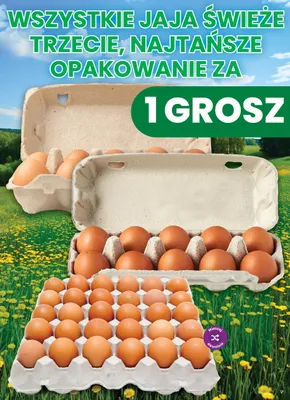 Jaja świeże promocja w Dino
