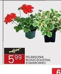 Pelargonia bluszczolistna promocja w Wafelek