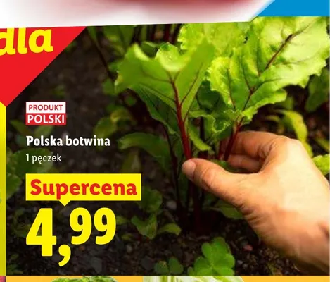 Polska botwina promocja w Lidl