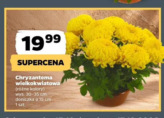 Chryzantema wielkokwiatowa promocja w Netto
