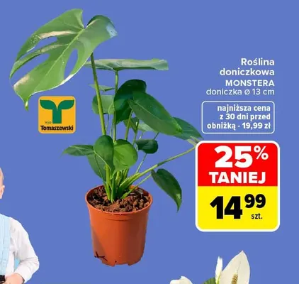Roślina doniczkowa Monstera promocja w Carrefour